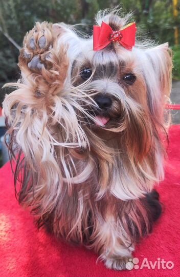 Йоркширский терьер вязка