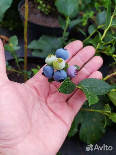 Саженцы плодовых деревьев