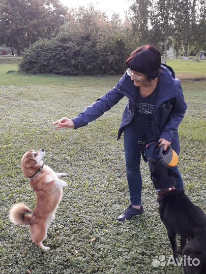 Выгул собак, уход за кошками