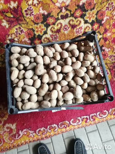 Семенной картофель галанка