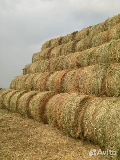 Сено (смесь трав)