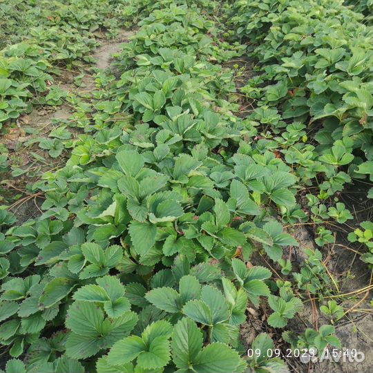 Рассада клубники