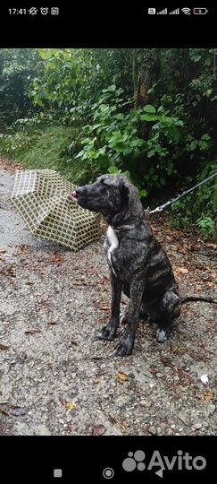 Щенок в добрые руки бесплатно