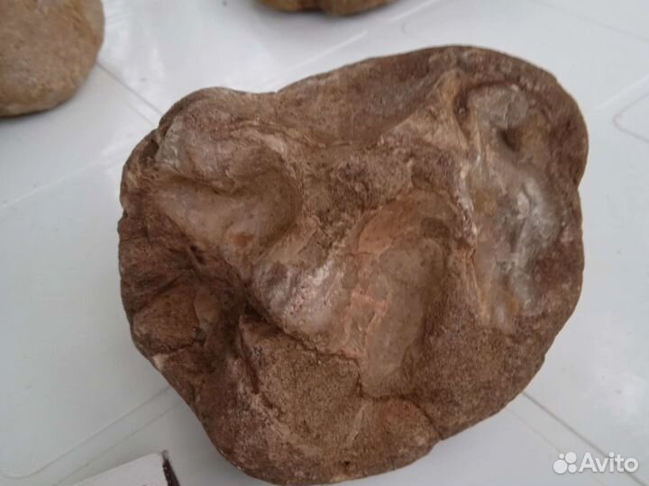 Окаменелости возрастом от 150 миллионов лет