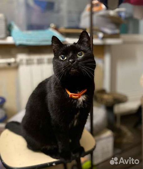 Кошка стерилизованная