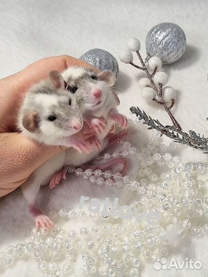 Крысята дамбо мальчики малыши