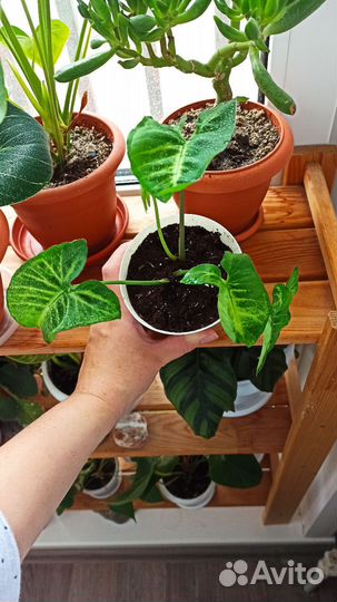 Сингониум white butterfly