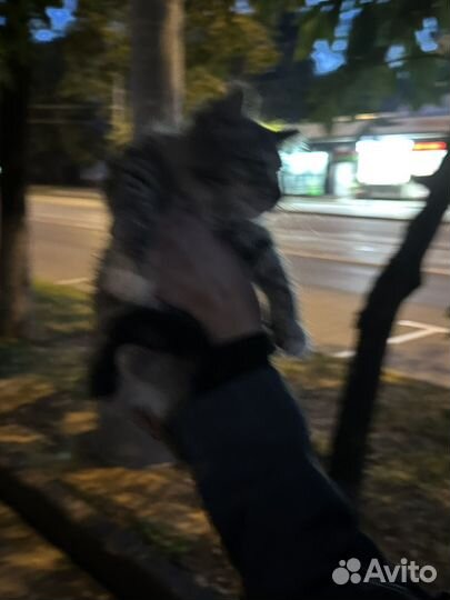 Отдам котенка в добрые руки