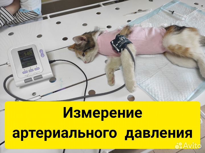 Ветеринарный врач. Круглосуточный выезд на дом