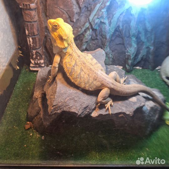 Барадатая агама