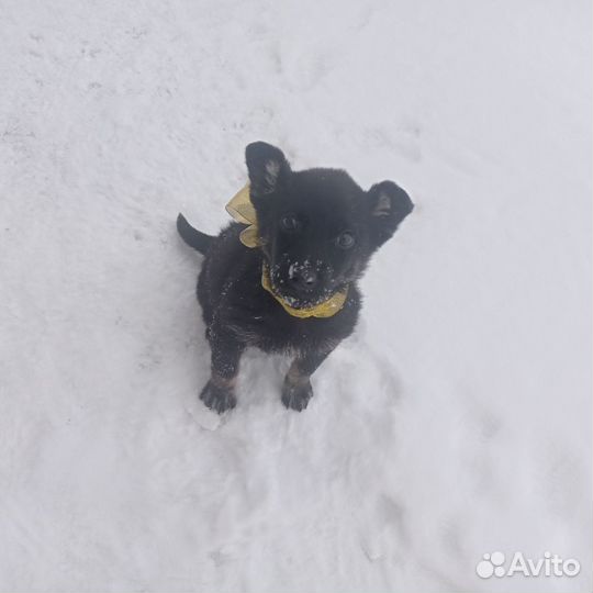 Маленькие собаки в дар