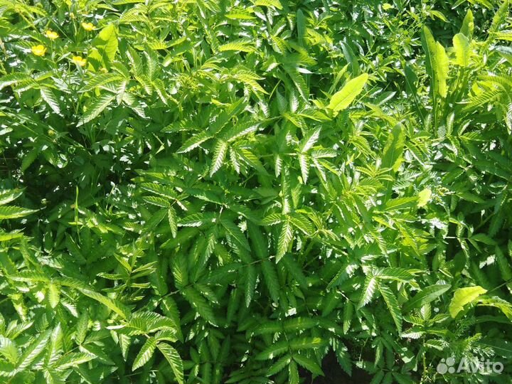 Саженцы Ежемалина(тибецкая малина)