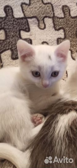 Очаровательный котенок