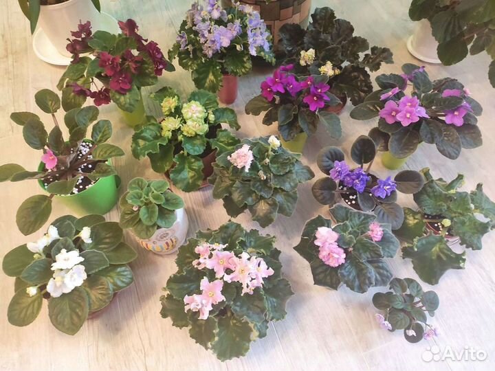 Сортовые фиалки