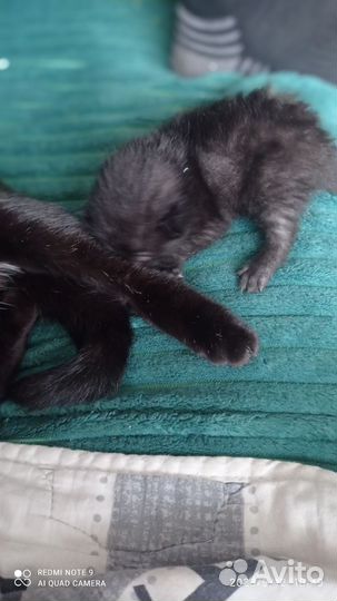 Домашняя обычная