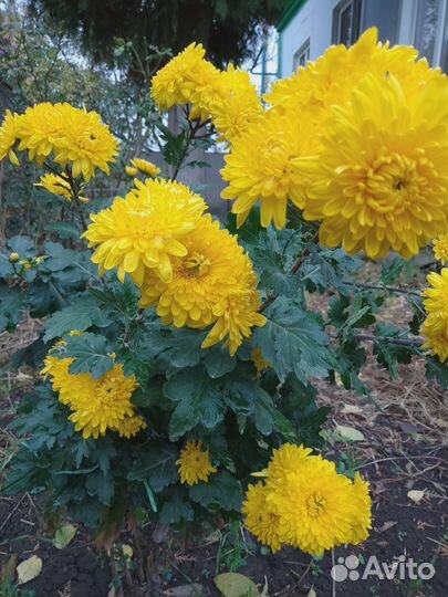 Хризантема корейская