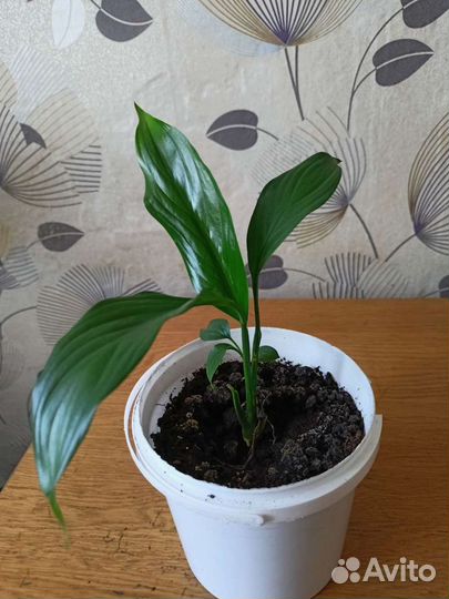 Спатифиллум