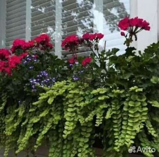 Вербейник Монетчатый (Lysimachia) Ампельный Green