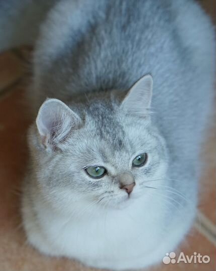 Котёнок британская шиншилла