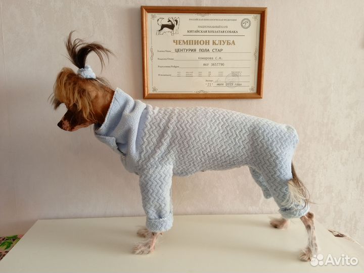 Плюшевый комбинезончик на маленькую собачку