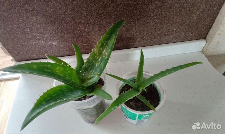 Алоэ столетник алоэ вера