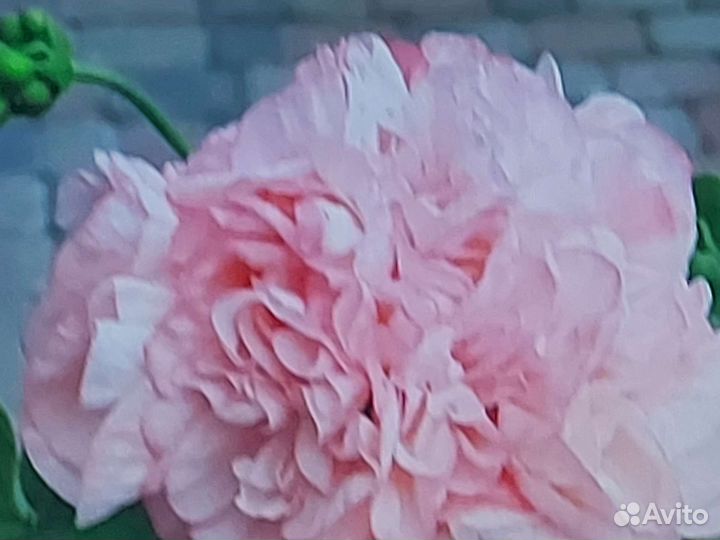 Срез сортовых пелларгоний