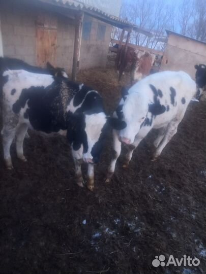 Продается бычки и телка