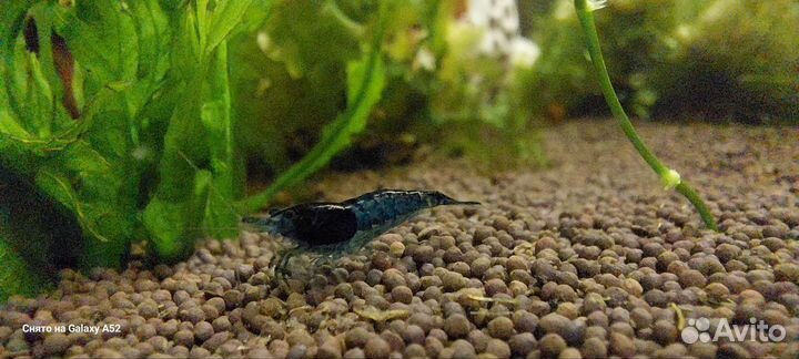 Креветки blue dream,анциструсы