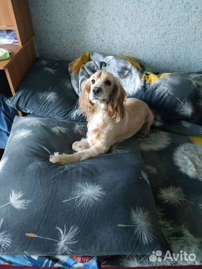 Английский Кокер спаниель на вязку