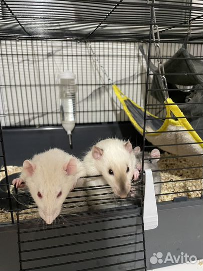 Крысы домашние с клеткой