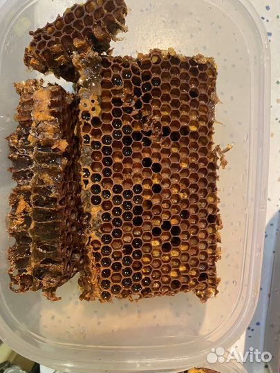 Соты с медом и пергой