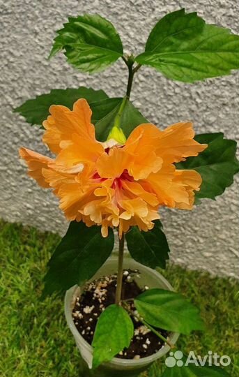 Гибискус сортовый