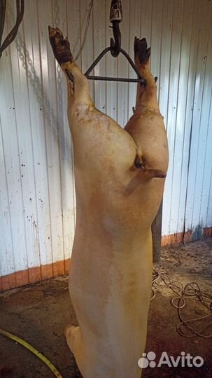 Мясо свинина