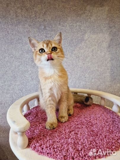 Шотландский золотой котик