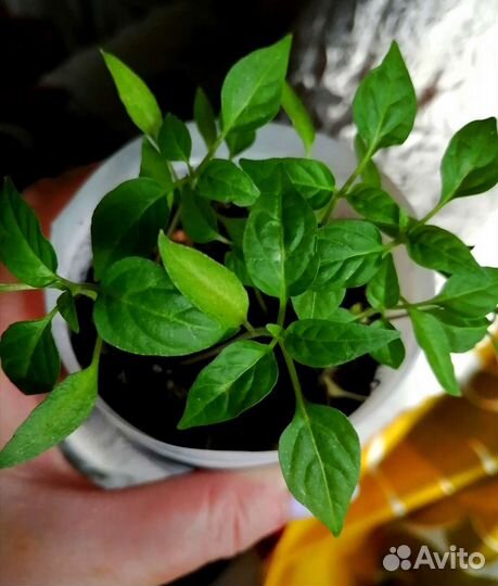 Алоказия, перец