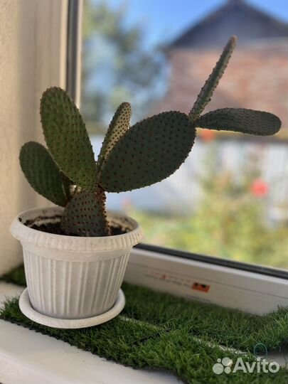 Кактус опунция