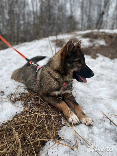 Совсем еще малышка ищет дом
