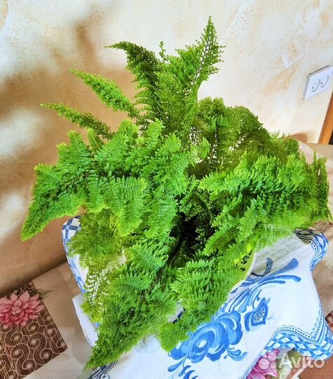 Нефролеписы