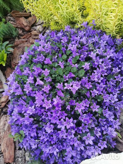 Саженцы многолетних цветов