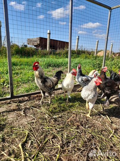 Молодые петушки