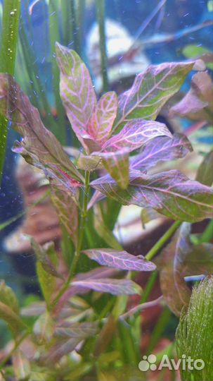 Роголистник, Валеснерия, Мох, Меченосцы