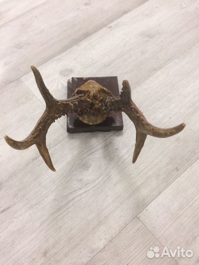 Рога косули