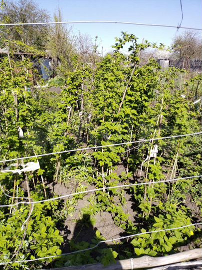 Дача 20 м² на участке 4 сот.