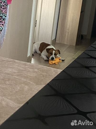 Вязка собак джек рассел
