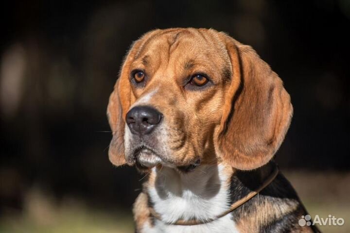 Бигль(вязка)