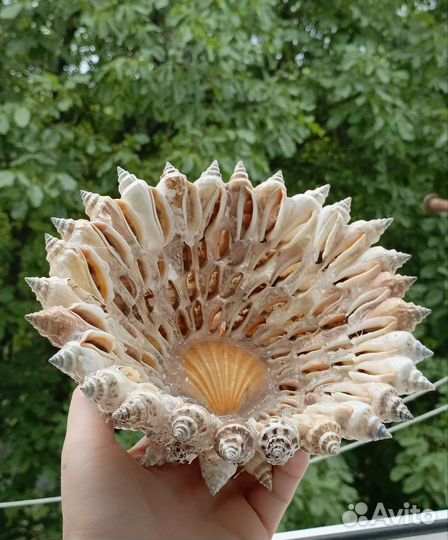 Ваза из ракушки