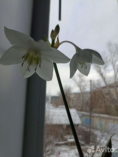 Эухарис амазонская лилия