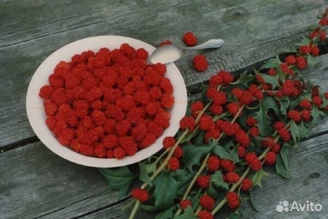 Земляничный шпинат (Семена)