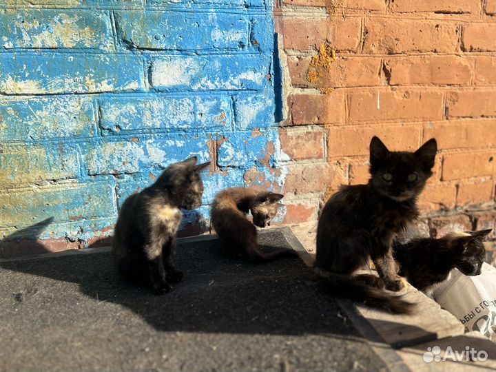 Котята в добрые руки, бесплатно