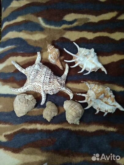 Раковины морские